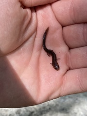 Eurycea troglodytes