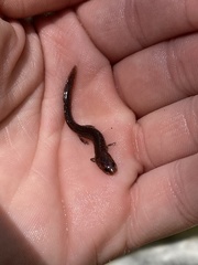 Eurycea troglodytes