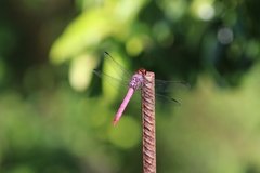 Orthemis ferruginea