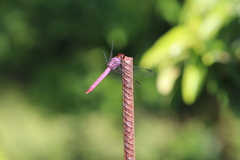 Orthemis ferruginea