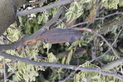 Vachellia farnesiana