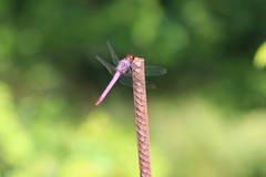 Orthemis ferruginea