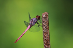 Orthemis ferruginea