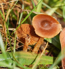 Cortinarius mastoideus
