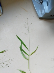 Dichanthelium dichotomum