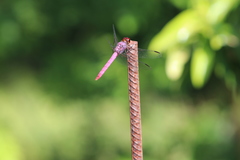 Orthemis ferruginea