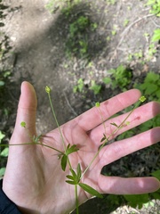 Ranunculus pensylvanicus