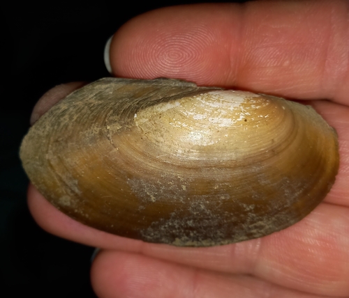 Lamellidens marginalis observed 2022-05-22