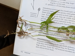 Dichanthelium dichotomum
