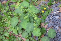Alchemilla mollis