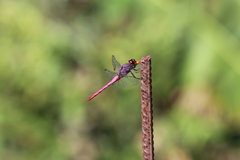Orthemis ferruginea