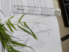 Dichanthelium dichotomum