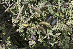 Vachellia farnesiana