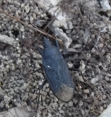 Neurocladus brachiidens