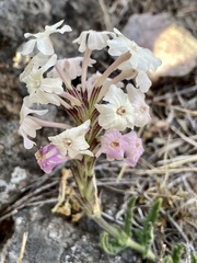 Glandularia platensis