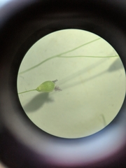 Dichanthelium dichotomum