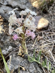 Glandularia platensis