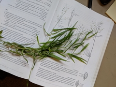 Dichanthelium dichotomum