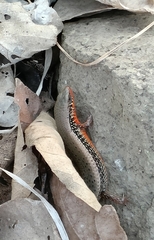 Eutropis macularia