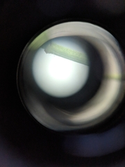Dichanthelium dichotomum