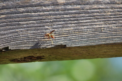 Polistes crinitus