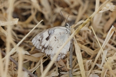 Melanargia titea