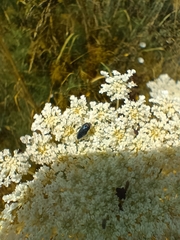 Acmaeoderella villosula