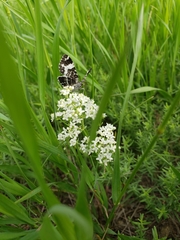 Rheumaptera hastata