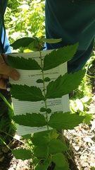 Filipendula ulmaria