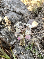 Glandularia platensis