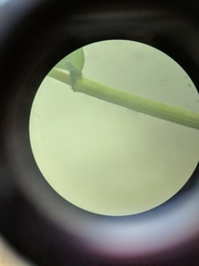 Dichanthelium dichotomum