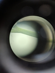 Dichanthelium dichotomum