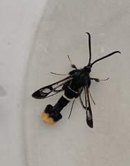 Synanthedon andrenaeformis