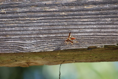 Polistes crinitus