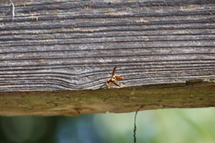 Polistes crinitus