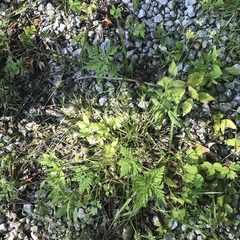 Cyperus lupulinus