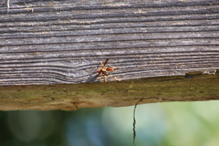 Polistes crinitus