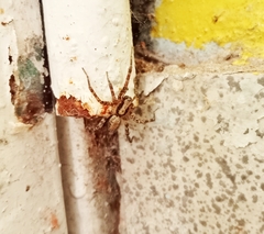 Camptocosa parallela