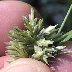 Cyperus lupulinus