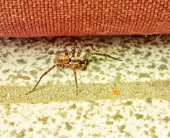 Camptocosa parallela