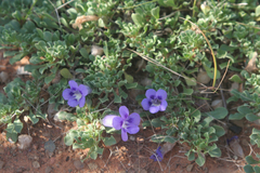 Aptosimum procumbens