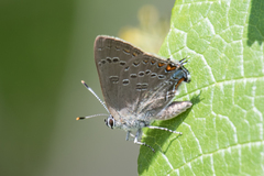 Satyrium edwardsii