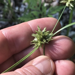 Cyperus lupulinus