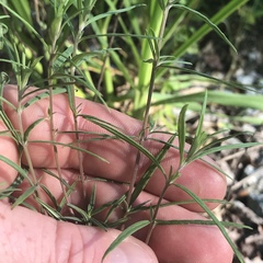 Epilobium leptophyllum