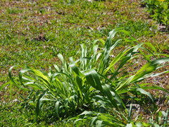Sorghum arundinaceum