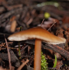 Entoloma aromaticum