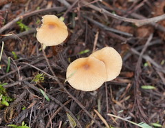 Entoloma aromaticum