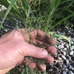 Epilobium leptophyllum