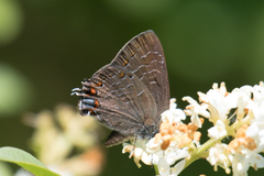 Satyrium liparops