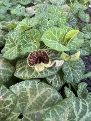 Aristolochia fimbriata